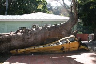 20130329 0907 A PONANT Dominica - Roseau - Botanic Gardens - Bus écrasé par baobab - 400D